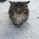 Iz****